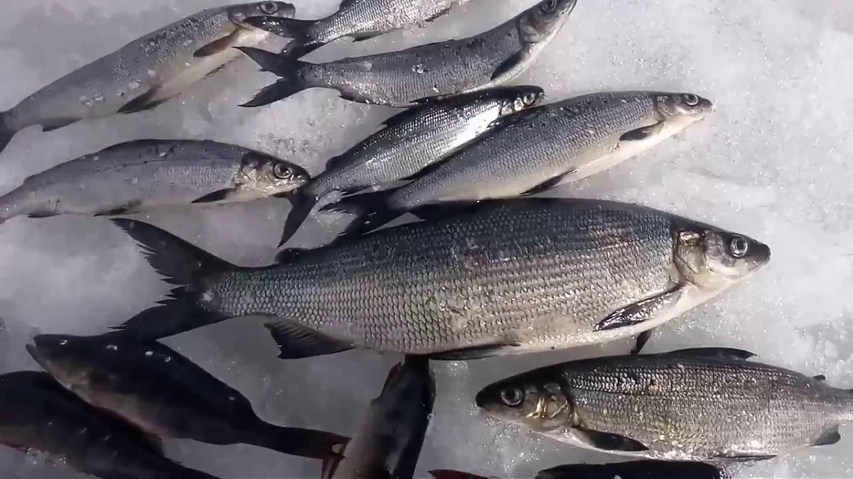 В акватории Ладожского озера Ленинградской области пресечен факт незаконного вылова ценной промысловой рыбы